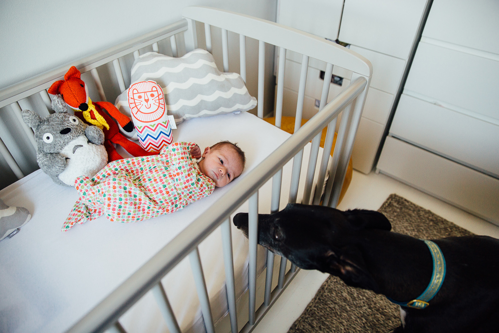 NEWBORN BABY GIRL IN COT WITH DOG, KENT PHOTOGRAPHER