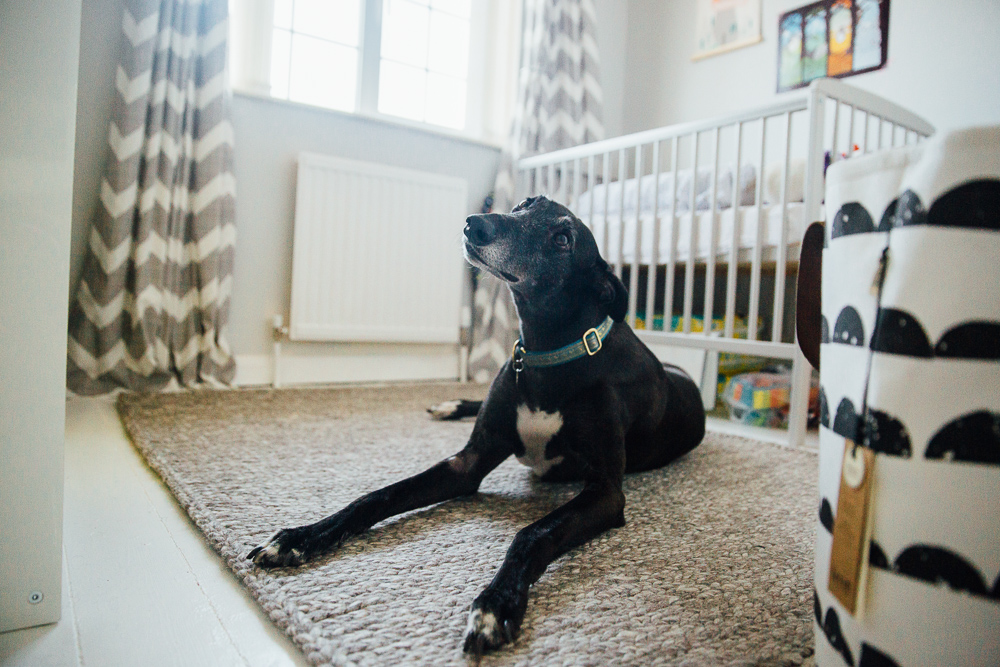 FAMILY DOG IN NEWBORN BABY'S NURSERY FAMILY PHOTOGRAPHER KENT