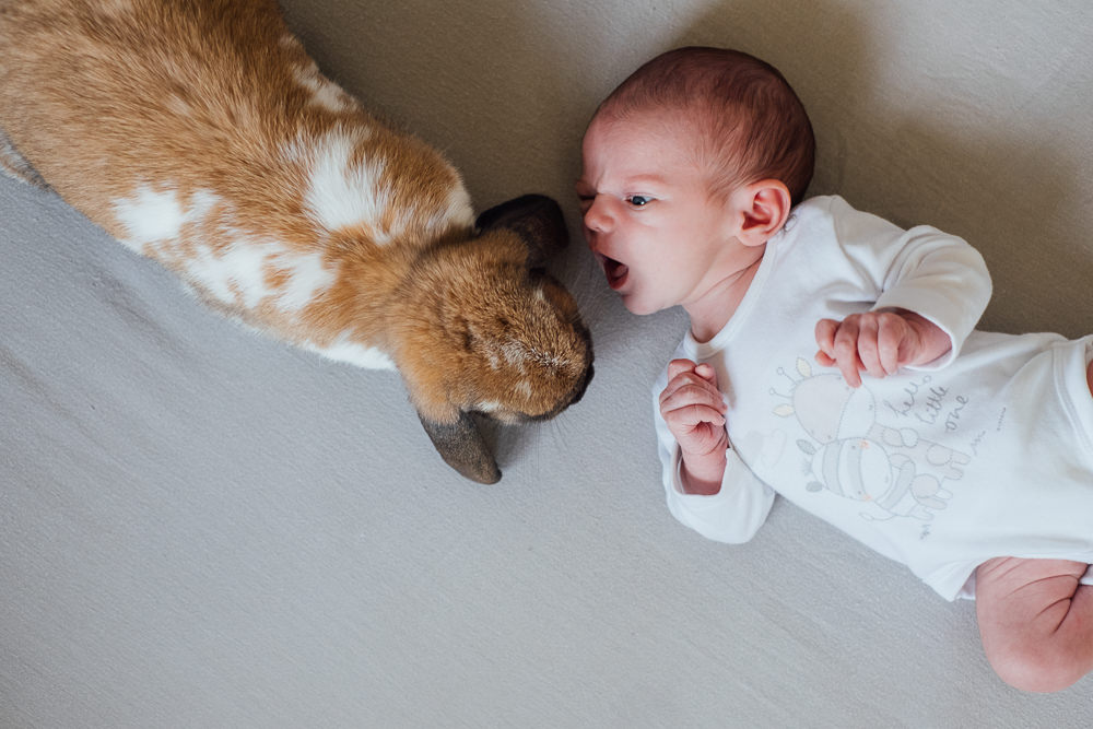 BABY WITH HOUSE BUNNY ON BED KENT NEWBORN PHOTO SESSION