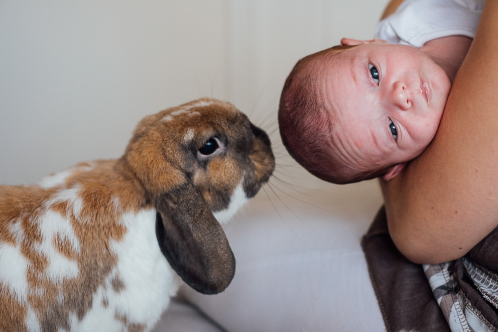 BABY WITH HOUSE BUNNY ON BED KENT NEWBORN PHOTO SESSION